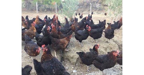 Tavuk Ciftligi Kurmak