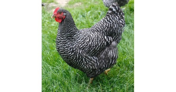 Pleymut Tavuk Pleymut Tavuk