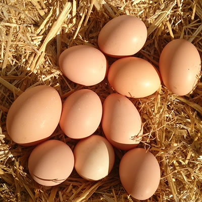 Gezen Tavuk Yumurtası 60gr